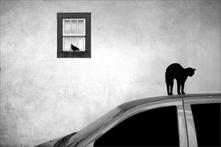 Jose Manuel Pires Dias - Jose Manuel Pires Dias Faire le dos rond